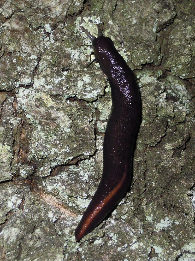 Limax dal Monte Serra (PI)